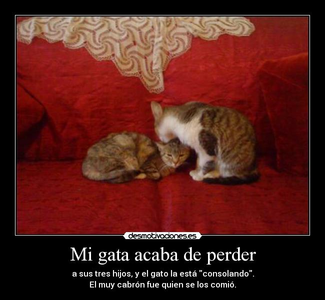 Mi gata acaba de perder - a sus tres hijos, y el gato la está consolando.
El muy cabrón fue quien se los comió.