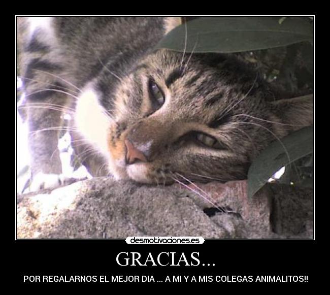 GRACIAS... - POR REGALARNOS EL MEJOR DIA ... A MI Y A MIS COLEGAS ANIMALITOS!!