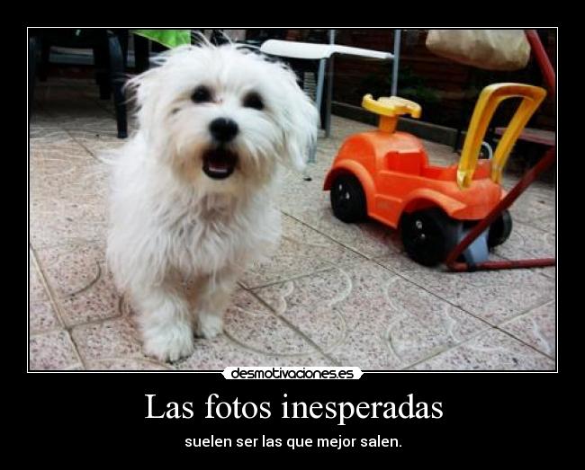 Las fotos inesperadas - suelen ser las que mejor salen.