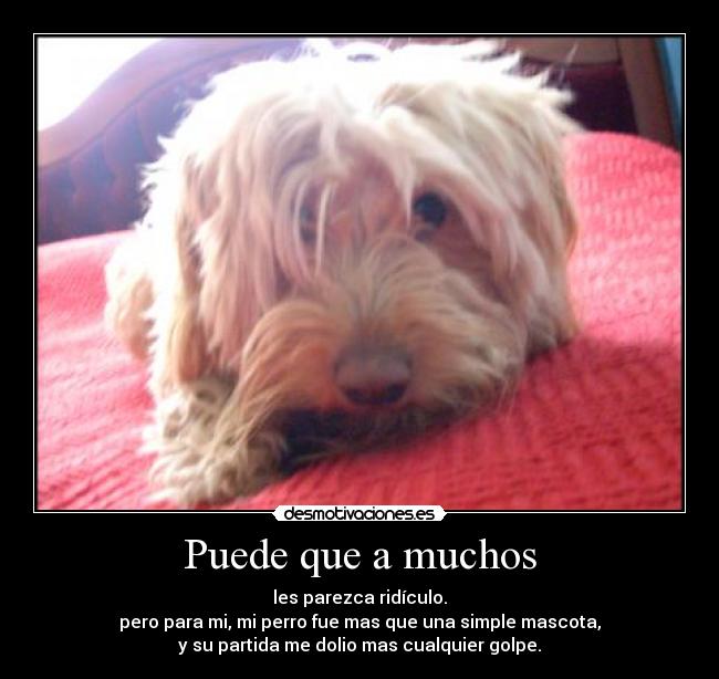 Puede que a muchos - les parezca ridículo.
pero para mi, mi perro fue mas que una simple mascota,
y su partida me dolio mas cualquier golpe.
