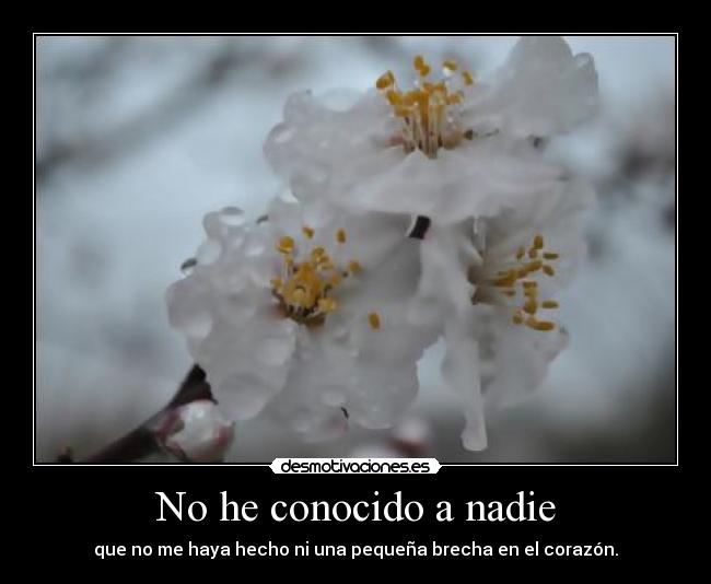 No he conocido a nadie - que no me haya hecho ni una pequeña brecha en el corazón.