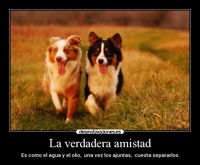 La verdadera amistad - Es como el agua y el olio, una vez los ajuntas, cuesta separarlos.