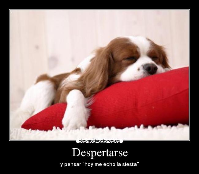 Despertarse - y pensar hoy me echo la siesta