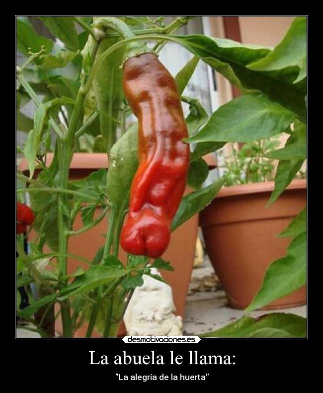 La abuela le llama: -