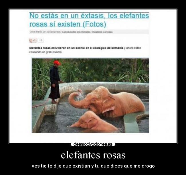 elefantes rosas - ves tio te dije que existian y tu que dices que me drogo