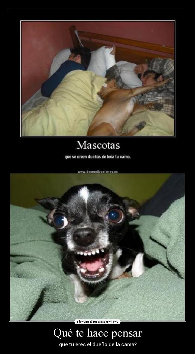 Qué te hace pensar - que tú eres el dueño de la cama?