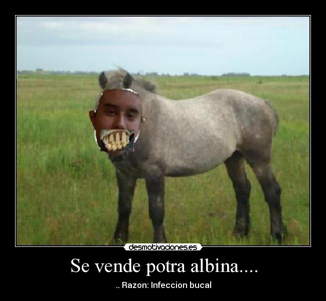 Se vende potra albina.... - 