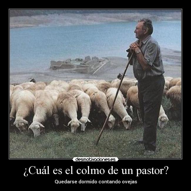 ¿Cuál es el colmo de un pastor? - Quedarse dormido contando ovejas