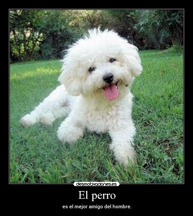 El perro - es el mejor amigo del hombre.