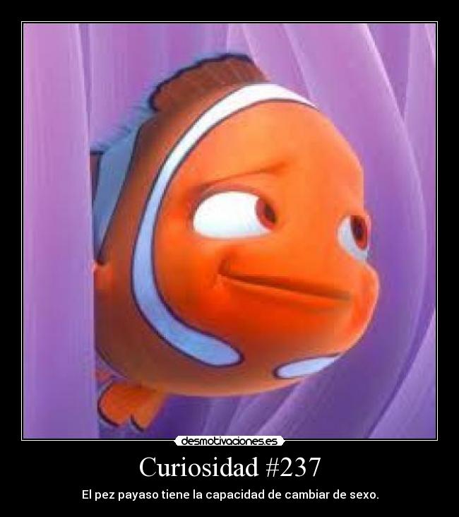 Curiosidad #237 - El pez payaso tiene la capacidad de cambiar de sexo.