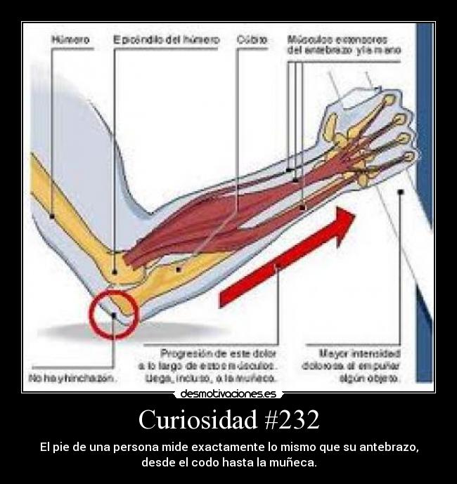 Curiosidad #232 -