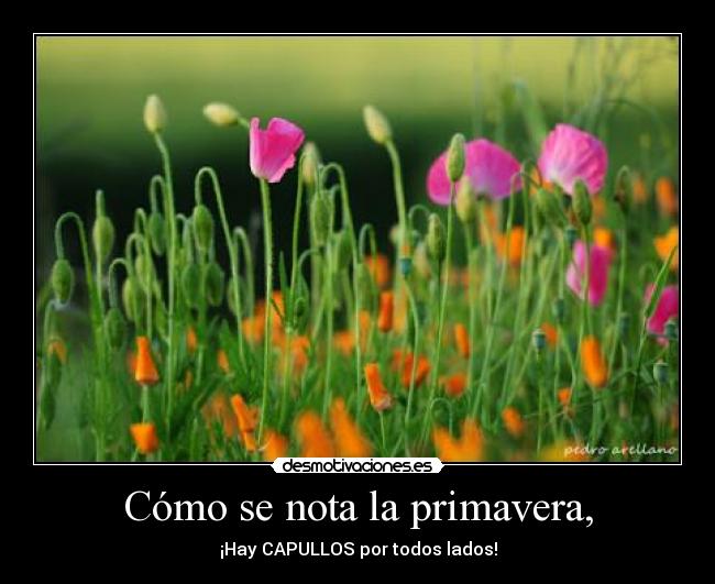 Cómo se nota la primavera, - ¡Hay CAPULLOS por todos lados!