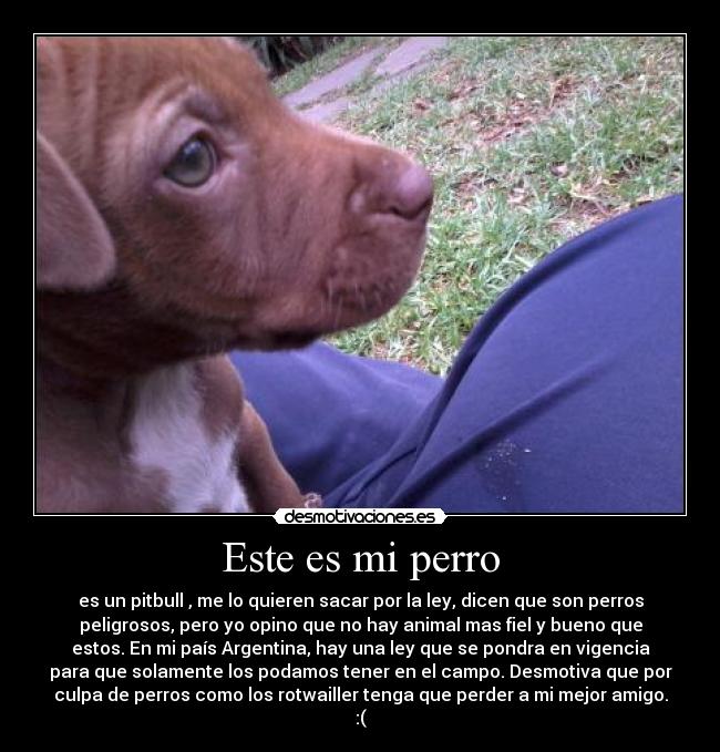 Este es mi perro - 