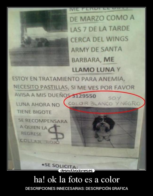 carteles busca perro talves encuentro google desmotivaciones