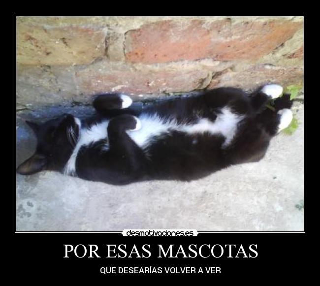 POR ESAS MASCOTAS - QUE DESEARÍAS VOLVER A VER