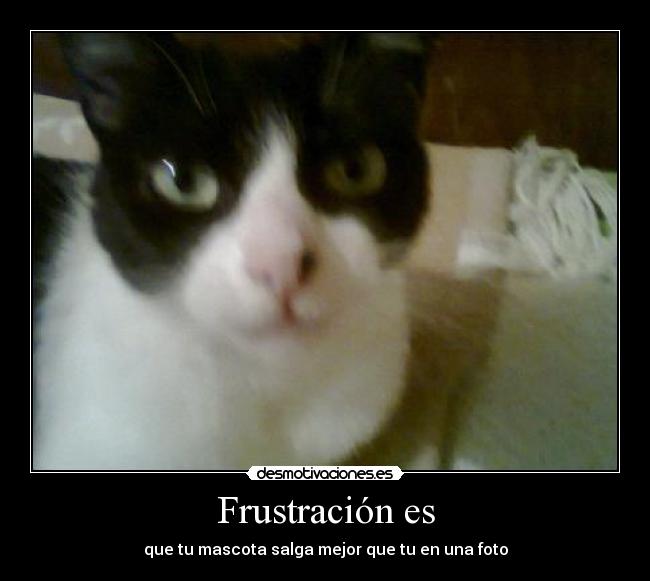 Frustración es - que tu mascota salga mejor que tu en una foto