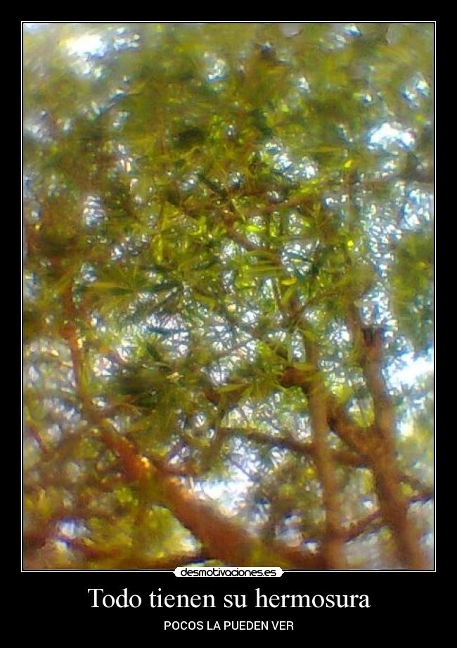 Todo tienen su hermosura -