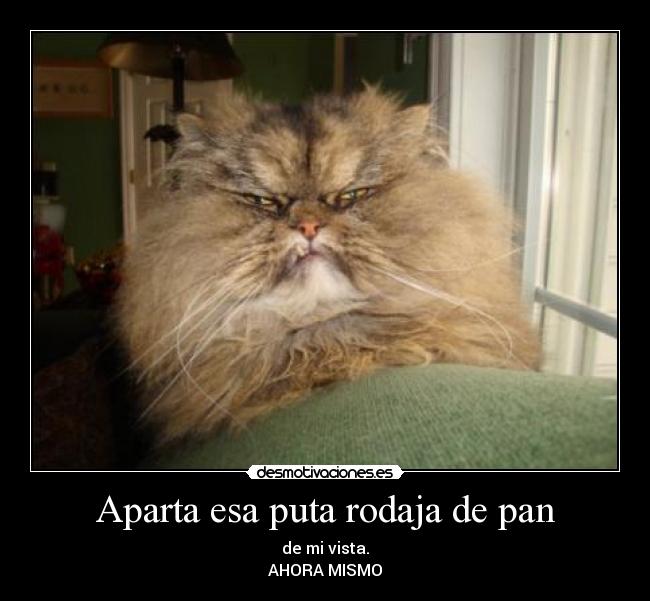 Aparta esa puta rodaja de pan - de mi vista.
AHORA MISMO