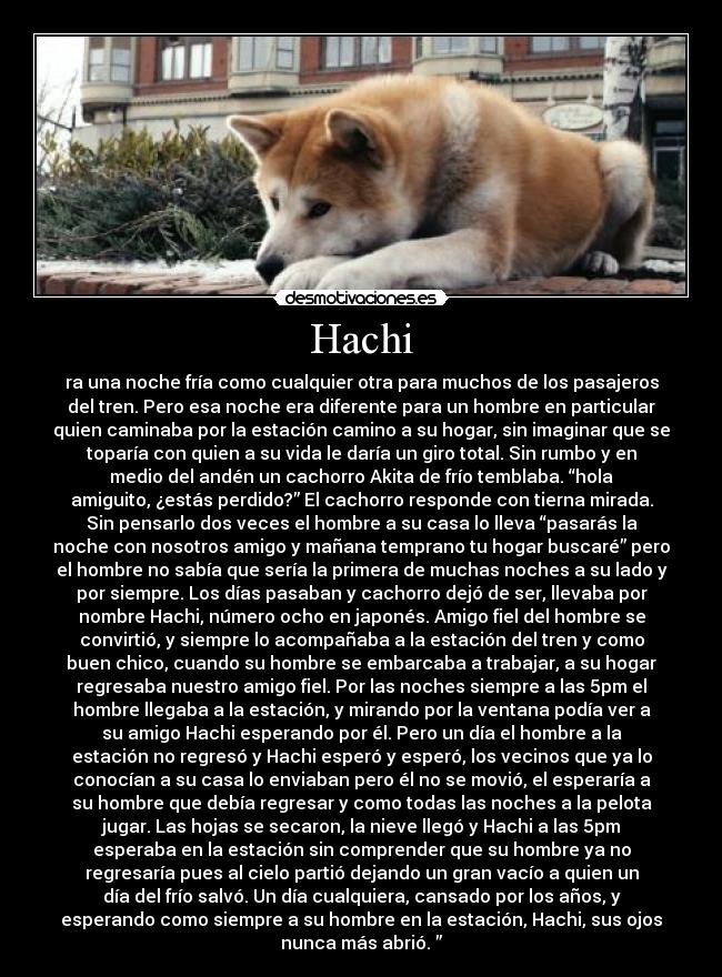 Hachi - ra una noche fría como cualquier otra para muchos de los pasajeros
del tren. Pero esa noche era diferente para un hombre en particular
quien caminaba por la estación camino a su hogar, sin imaginar que se
toparía con quien a su vida le daría un giro total. Sin rumbo y en
medio del andén un cachorro Akita de frío temblaba. “hola
amiguito, ¿estás perdido?” El cachorro responde con tierna mirada.
Sin pensarlo dos veces el hombre a su casa lo lleva “pasarás la
noche con nosotros amigo y mañana temprano tu hogar buscaré” pero
el hombre no sabía que sería la primera de muchas noches a su lado y
por siempre. Los días pasaban y cachorro dejó de ser, llevaba por
nombre Hachi, número ocho en japonés. Amigo fiel del hombre se
convirtió, y siempre lo acompañaba a la estación del tren y como
buen chico, cuando su hombre se embarcaba a trabajar, a su hogar
regresaba nuestro amigo fiel. Por las noches siempre a las 5pm el
hombre llegaba a la estación, y mirando por la ventana podía ver a
su amigo Hachi esperando por él. Pero un día el hombre a la
estación no regresó y Hachi esperó y esperó, los vecinos que ya lo
conocían a su casa lo enviaban pero él no se movió, el esperaría a
su hombre que debía regresar y como todas las noches a la pelota
jugar. Las hojas se secaron, la nieve llegó y Hachi a las 5pm
esperaba en la estación sin comprender que su hombre ya no
regresaría pues al cielo partió dejando un gran vacío a quien un
día del frío salvó. Un día cualquiera, cansado por los años, y
esperando como siempre a su hombre en la estación, Hachi, sus ojos
nunca más abrió. ”