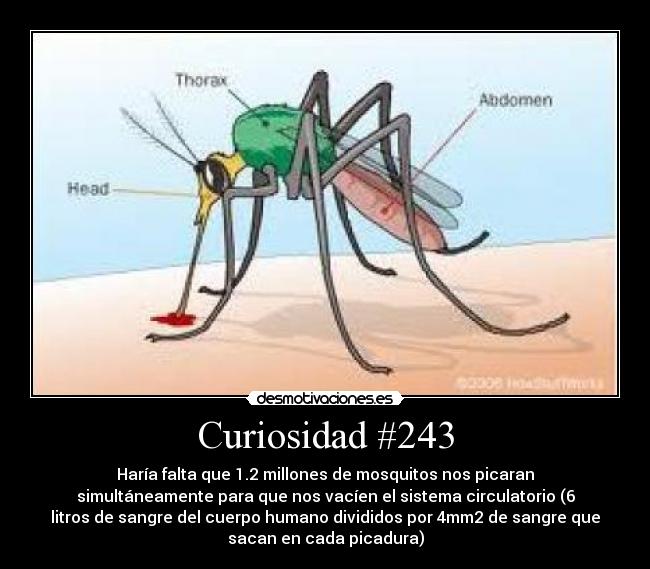 Curiosidad #243 - 