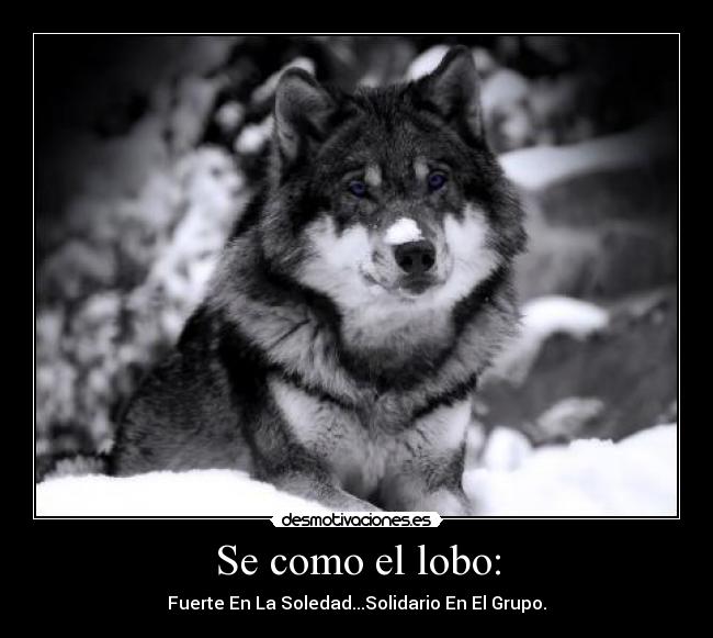 Se como el lobo: -