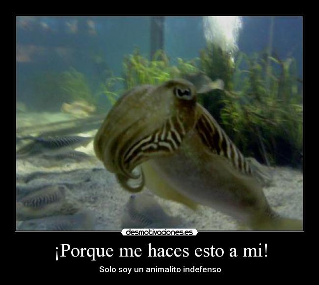 ¡Porque me haces esto a mi! - 