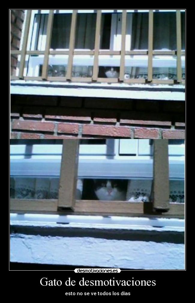 Gato de desmotivaciones -