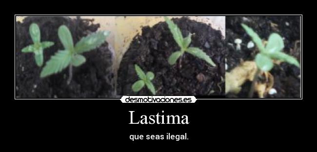 Lastima - que seas ilegal.