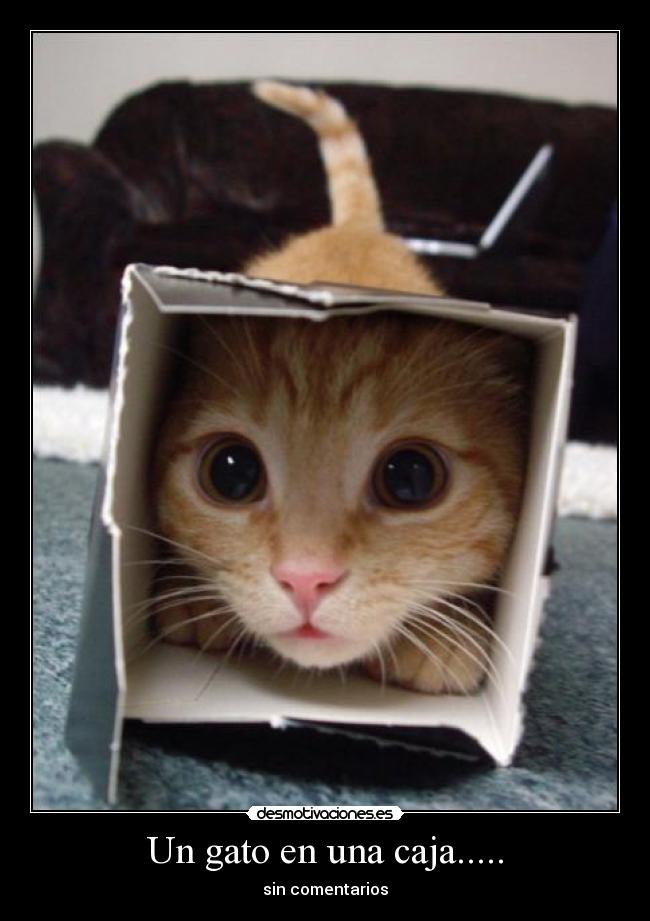 Un gato en una caja..... - sin comentarios