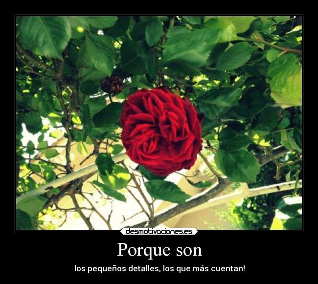 Porque son -