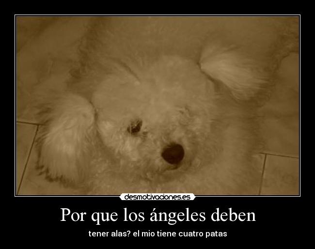 Por que los ángeles deben - tener alas? el mio tiene cuatro patas