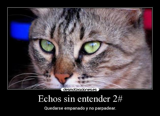 carteles echos sin entender desmotivaciones