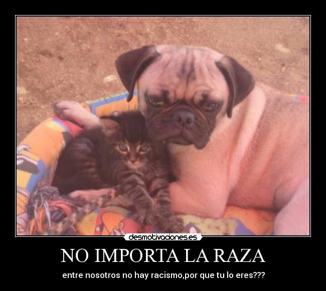 NO IMPORTA LA RAZA - 