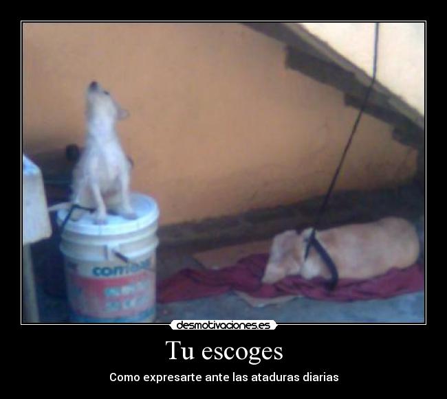 Tu escoges - Como expresarte ante las ataduras diarias