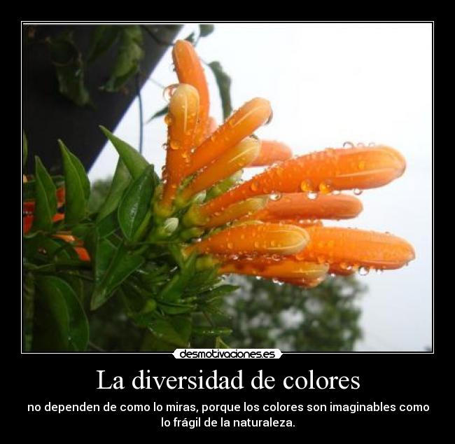 La diversidad de colores - no dependen de como lo miras, porque los colores son imaginables como
lo frágil de la naturaleza.