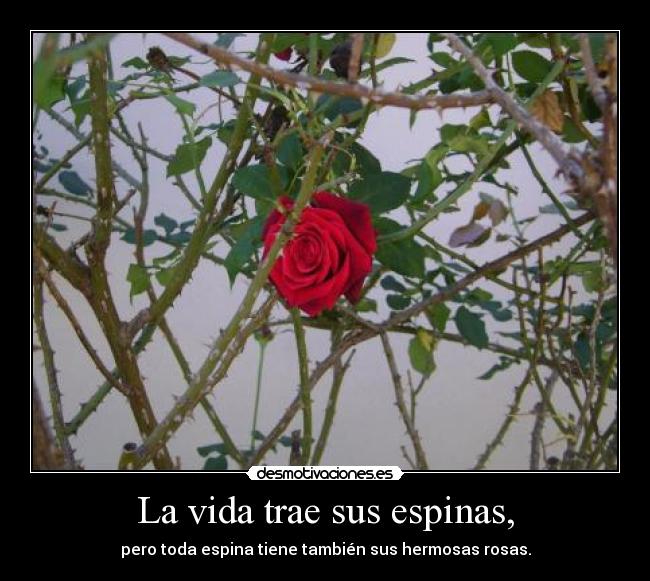 La vida trae sus espinas, - pero toda espina tiene también sus hermosas rosas.