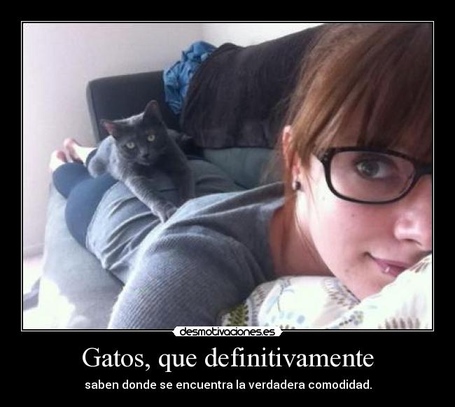 Gatos, que definitivamente - 