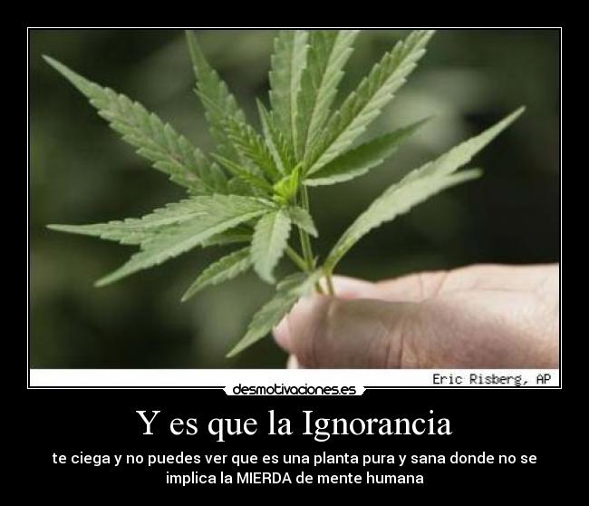 Y es que la Ignorancia - te ciega y no puedes ver que es una planta pura y sana donde no se
implica la MIERDA de mente humana