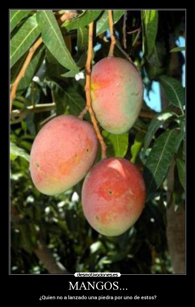 MANGOS... - ¿Quien no a lanzado una piedra por uno de estos?