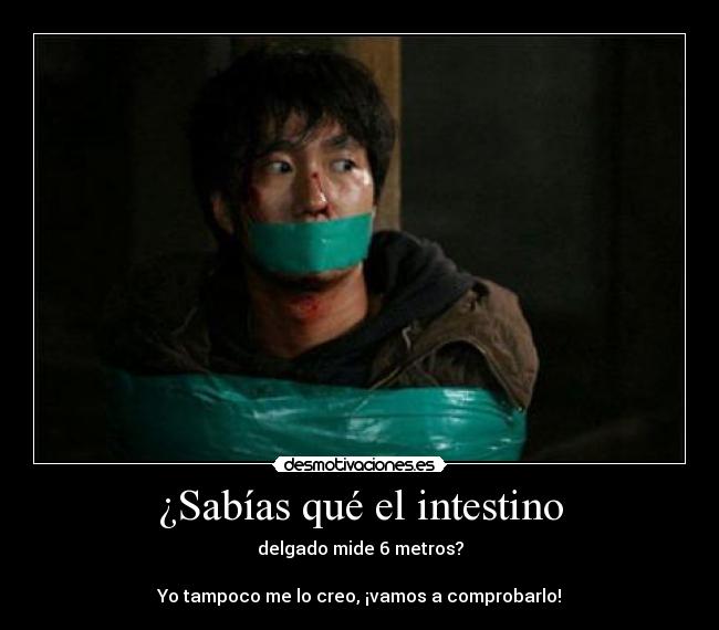 ¿Sabías qué el intestino - 