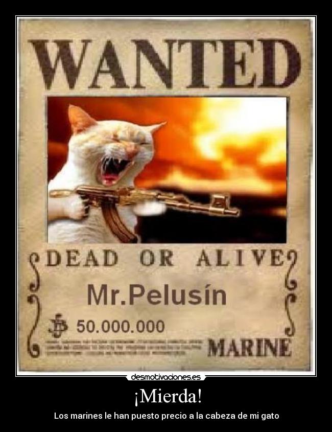 ¡Mierda! - Los marines le han puesto precio a la cabeza de mi gato
