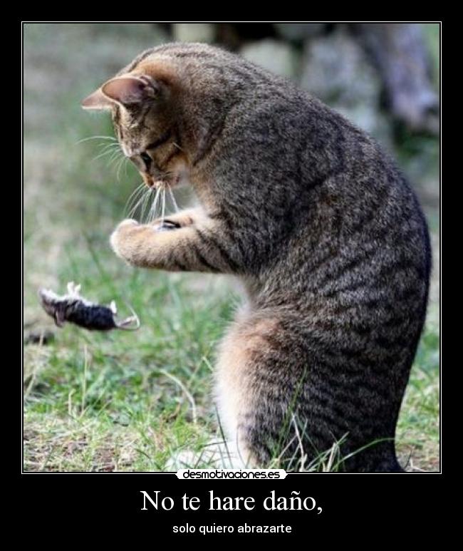 No te hare daño, -