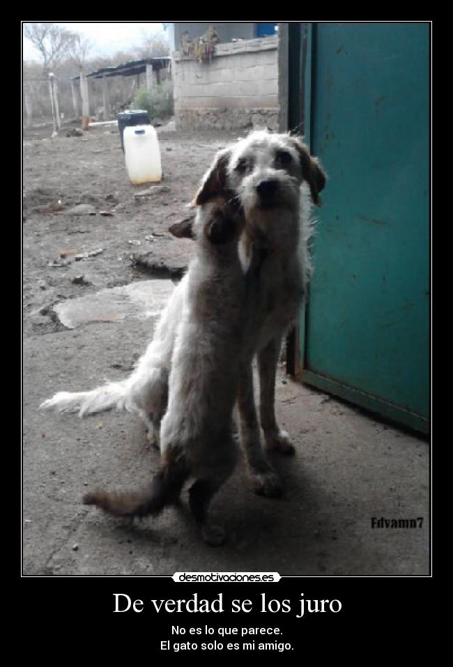 De verdad se los juro - No es lo que parece.
El gato solo es mi amigo.