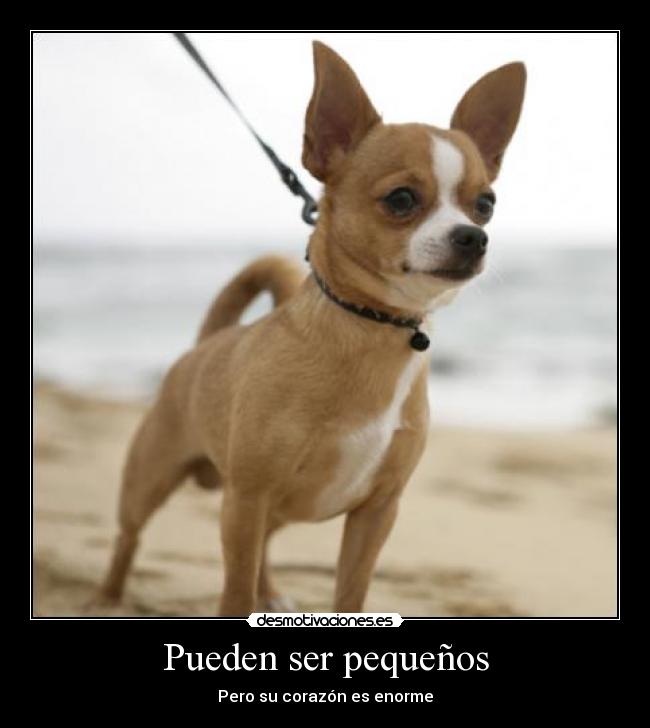 Pueden ser pequeños - Pero su corazón es enorme