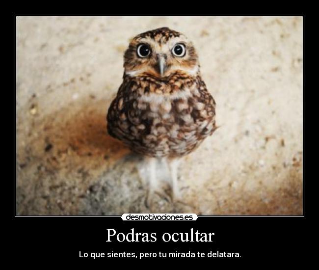 Podras ocultar - 