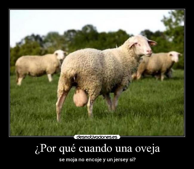 ¿Por qué cuando una oveja -