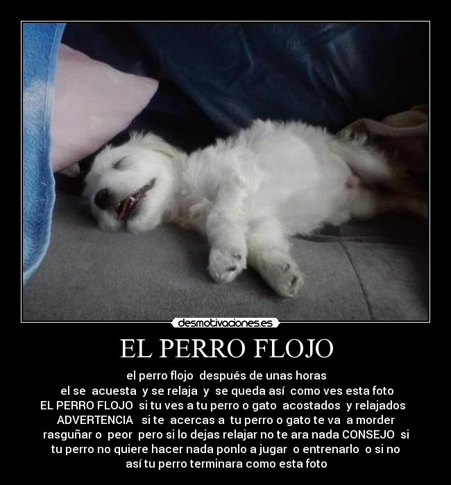 carteles perro flojo perro yuko desmotivaciones