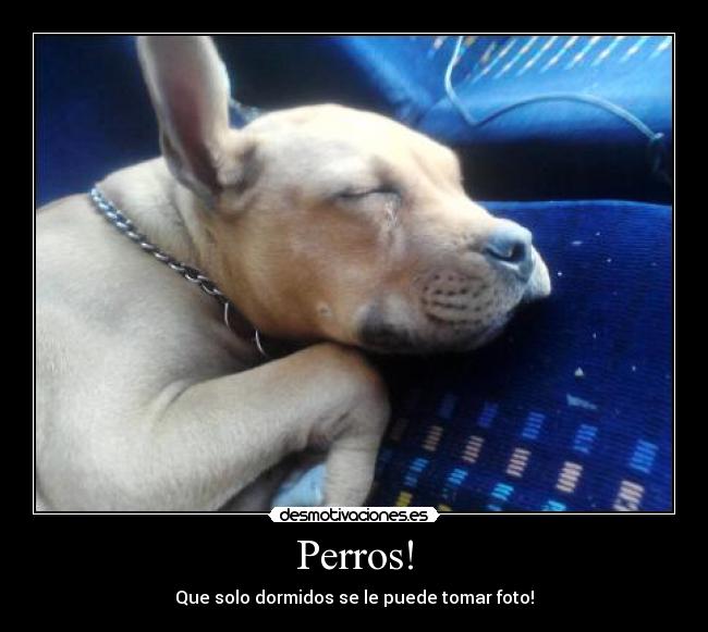 Perros! - Que solo dormidos se le puede tomar foto!