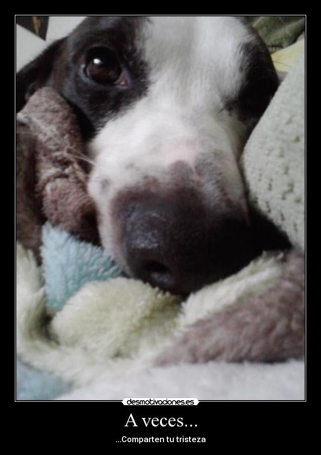 A veces... - ...Comparten tu tristeza