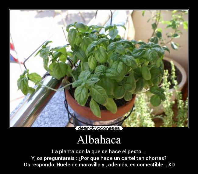 Albahaca - La planta con la que se hace el pesto... 
Y, os preguntareis : ¿Por que hace un cartel tan chorras?
Os respondo: Huele de maravilla y , además, es comestible... XD